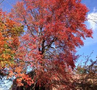 Free Trees! 1,000 Free Trees Available For Fall Planting Through Energy-Saving Tree Program